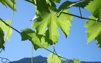 Bed & Breakfast Sondrio, Bed & Breakfast Valtellina, Bed & Breakfast Al Termen, B&B Sondrio, B&B Valtellina